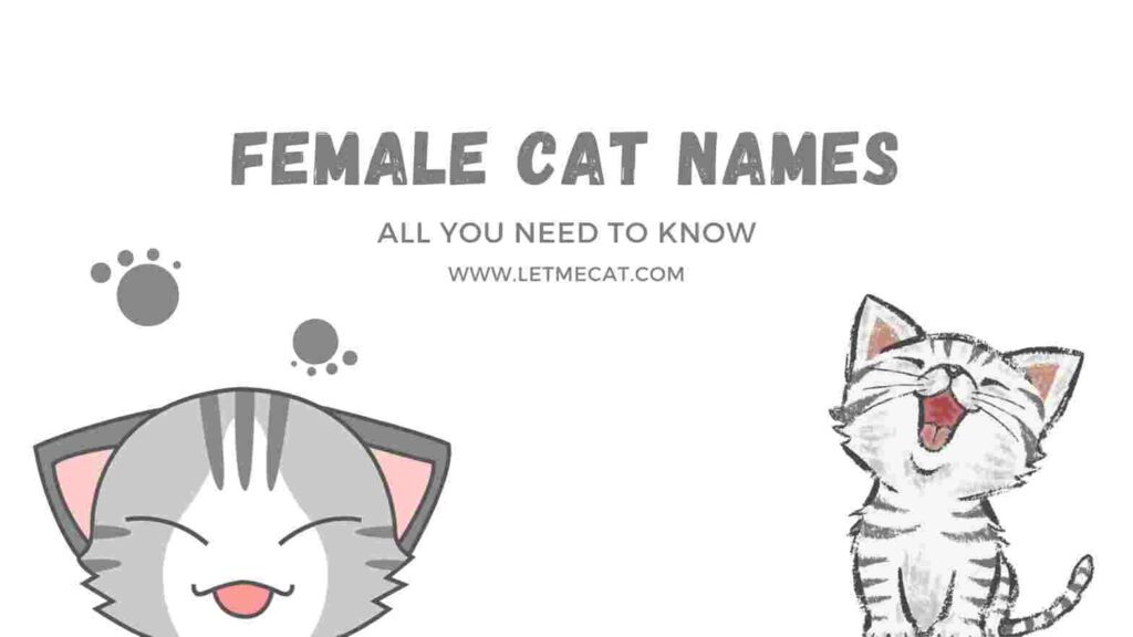 female cat names