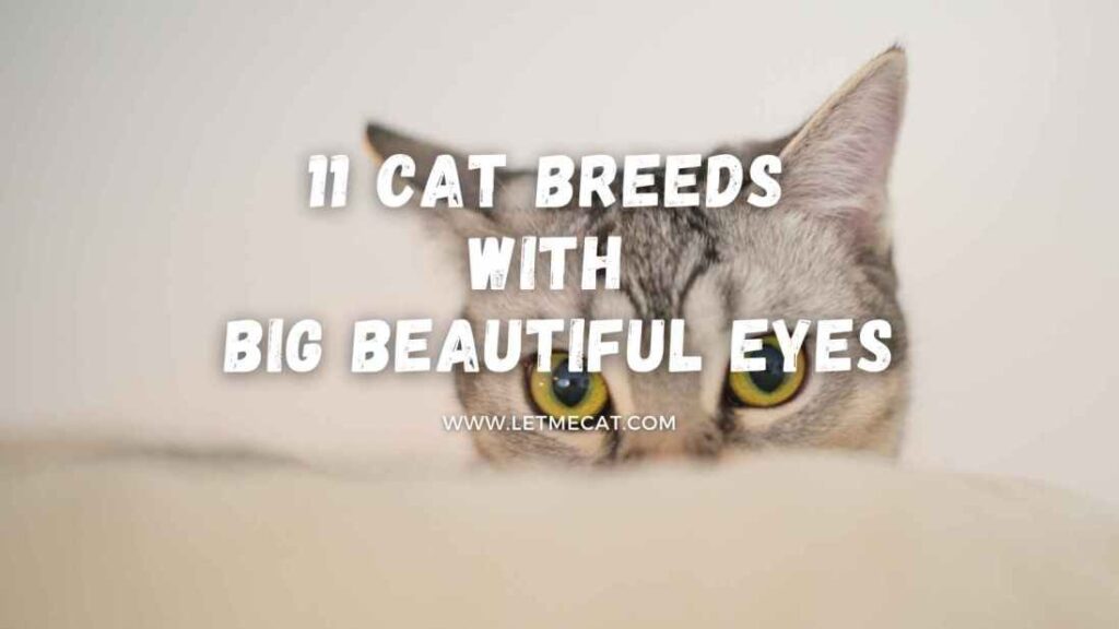 cat breeds with big eyes