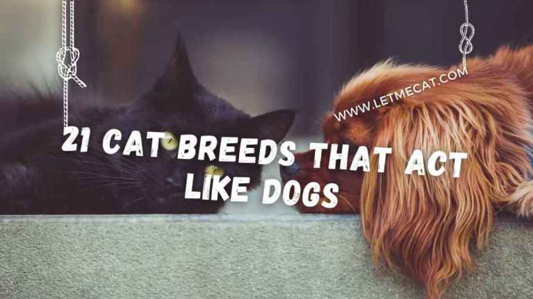 cat breeds that act like dogs