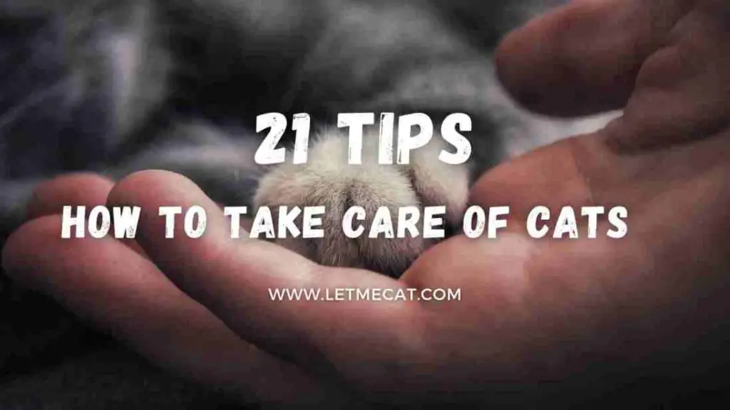 text showing 21 tips how to take care of cats