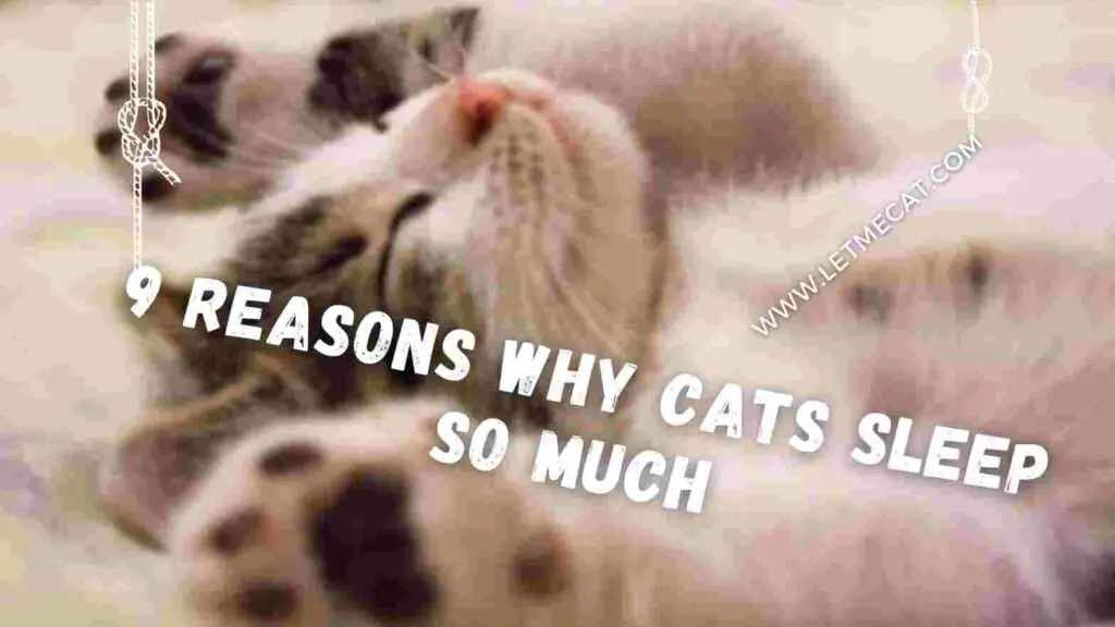 9 reasons why cats sleep so much
