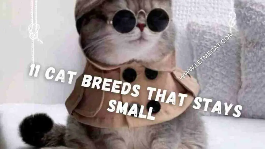 image showing a cat and text showing 11 cat breed that stays small