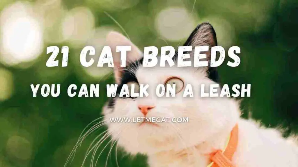 background image showing a cat and text showing 21 cat breeds you can walk on a leash