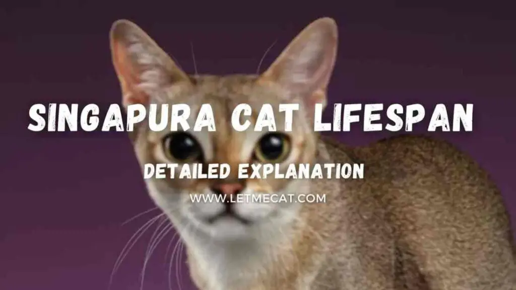 background image showing a singapura cat and text showing singapura cat lifespan detailed explanation
