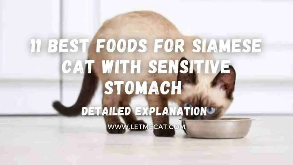 background image showing a siamese cat eating and a text showing 11 best food for Siamese cat with sensitive stomach