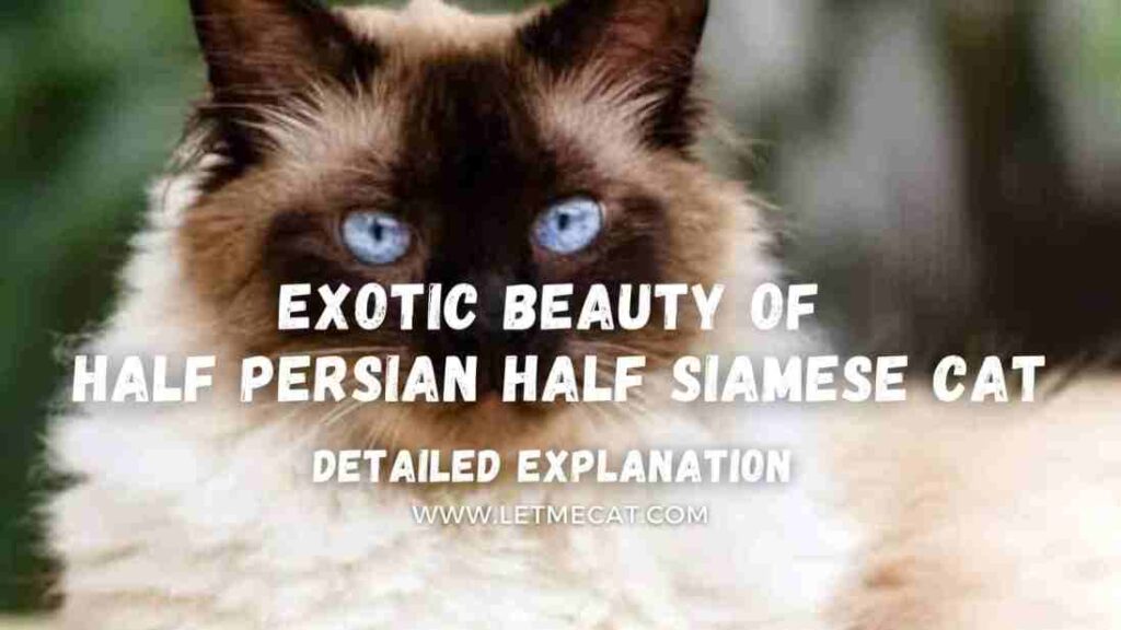 background cat image showing Half Persian Half Siamese Cat and text showing exotic beauty of Half Persian Half Siamese Cat