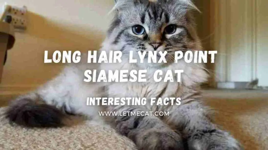 background image showing a siamese cat and text showing a long hair lynx point Siamese cat