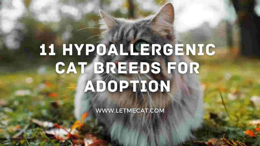 cat in background and text showing 11 Hypoallergenic Cat Breeds For Adoption