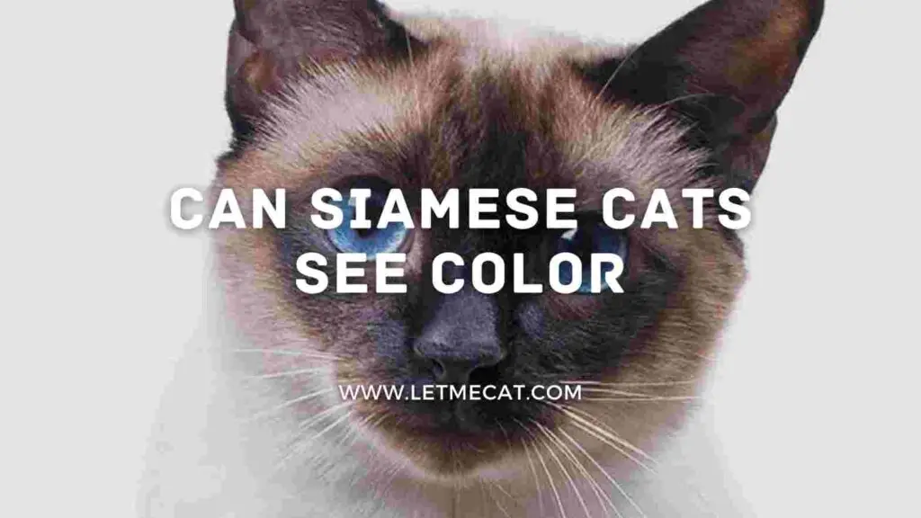 siamese cat in background and text showing can siamese cats see color