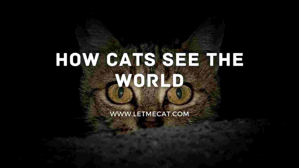 cat image in background and text showing how cats see the world