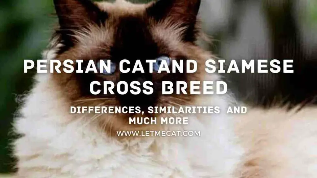 himlayan cat in the background and text showing persian cat and siamese cross breed differences similarities and much more