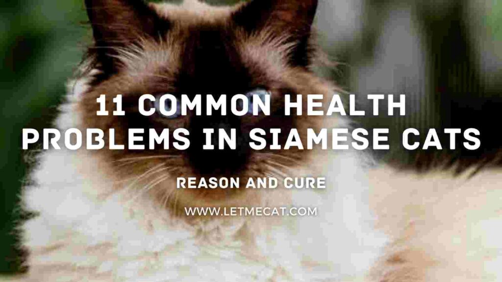 11 common health problems in siamese cats