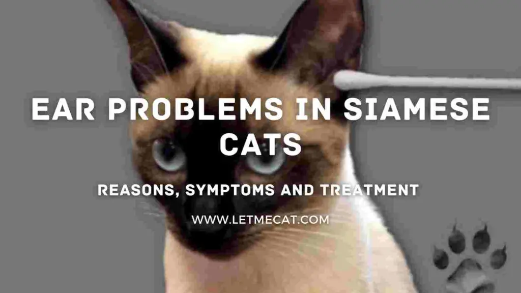 siamese cat ear problems causes symptoms and treatments