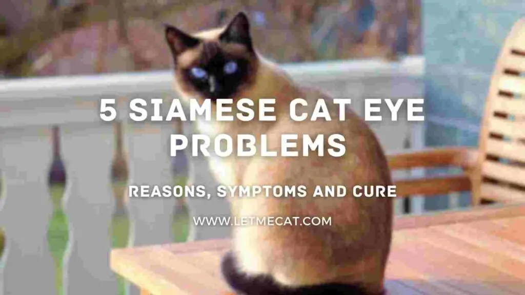 siamese cat eye problems causes symptoms cure