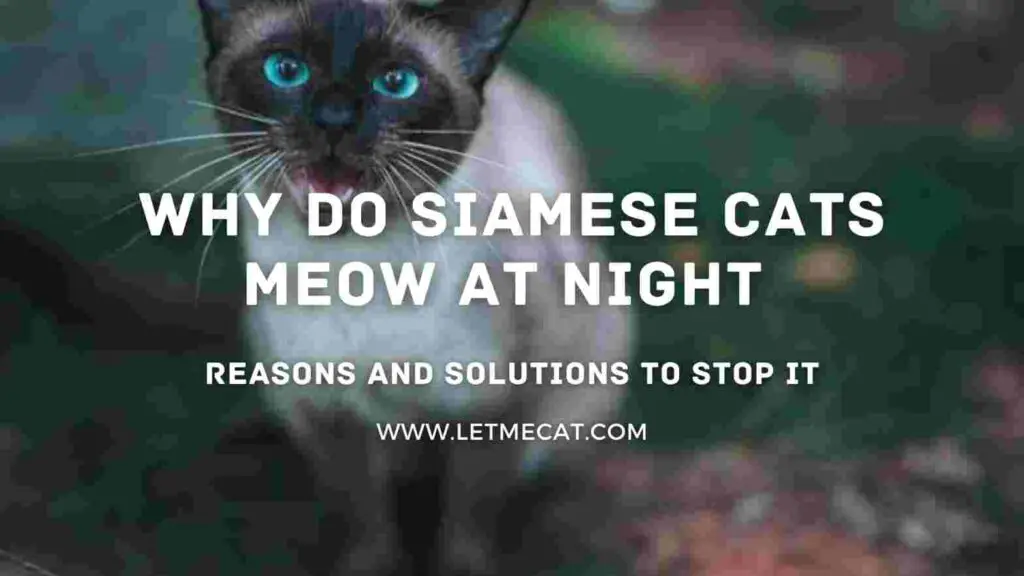 reasons behind why do siamese cats meow at night and how to stop it