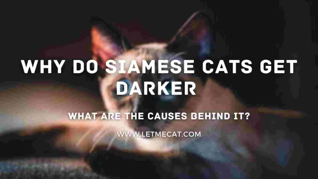 Why Do Siamese Cats Get Darker