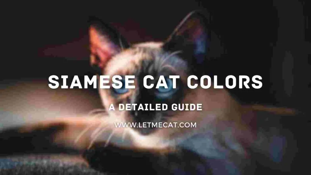 siamese cat colors and a siamese cat image in background