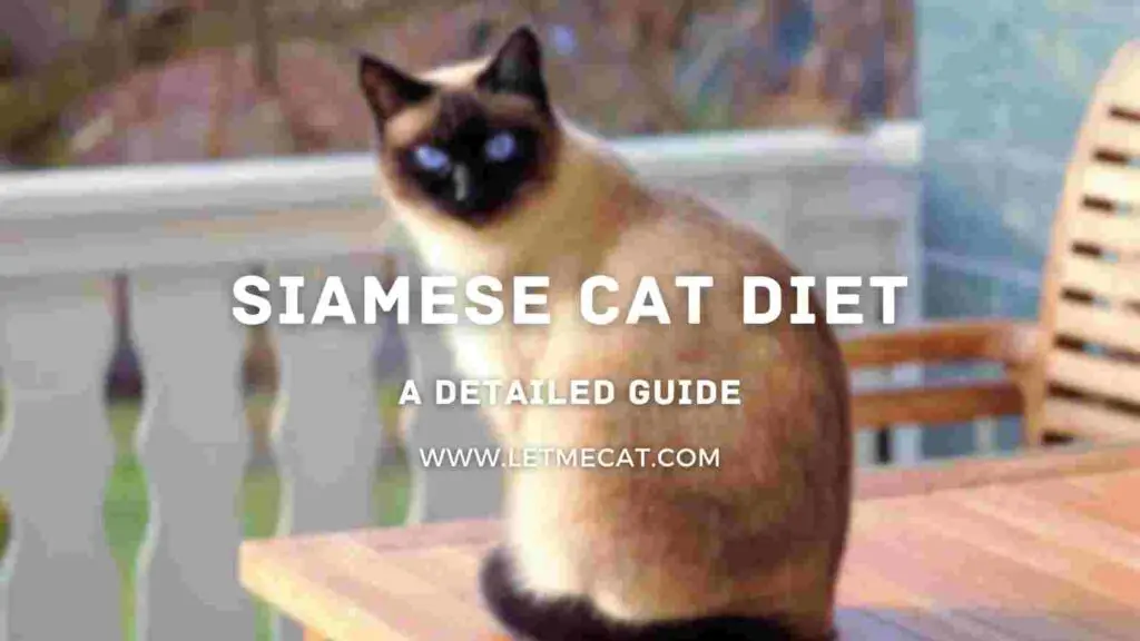 siamese cat diet with a siamese cat picture in background