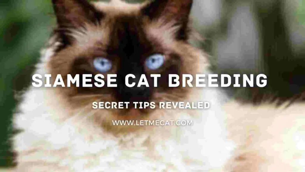 siamese cat breeding with a siamese cat picture
