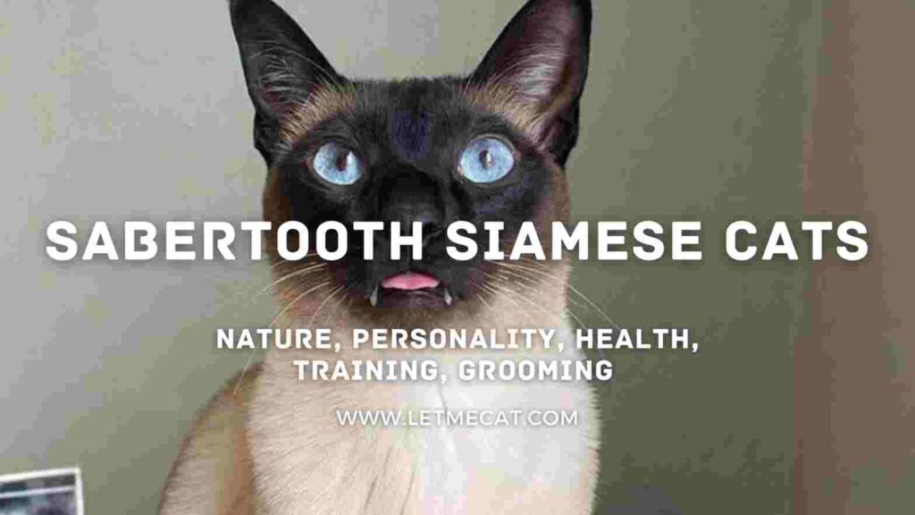 Sabertooth Siamese Cat, Nature, Training, Health and saber tooth siamese cat picture in the background