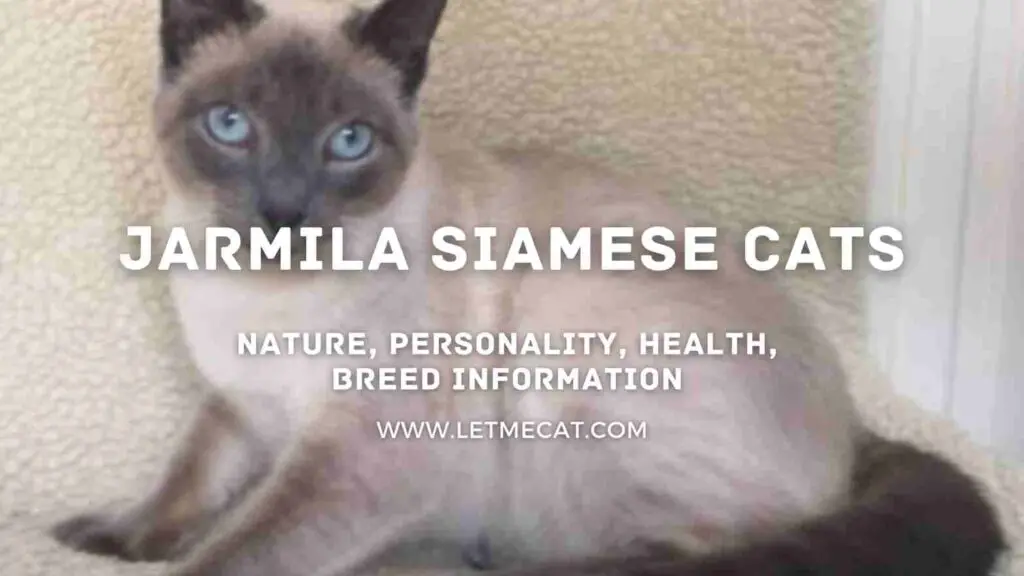 Jarmila Siamese Cat: Characteristics, Care, Breed Info and a jarmila siamese cat image