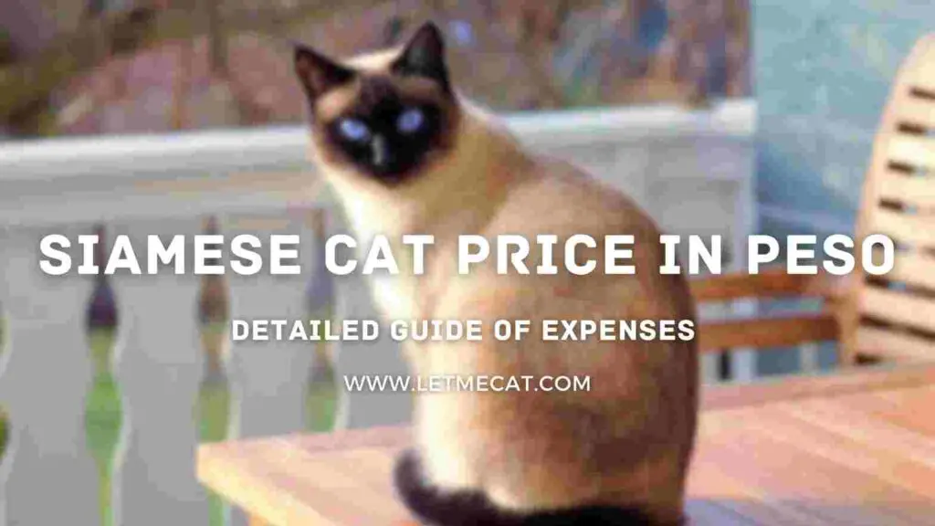 siamese cat price in peso with a siamese cat image