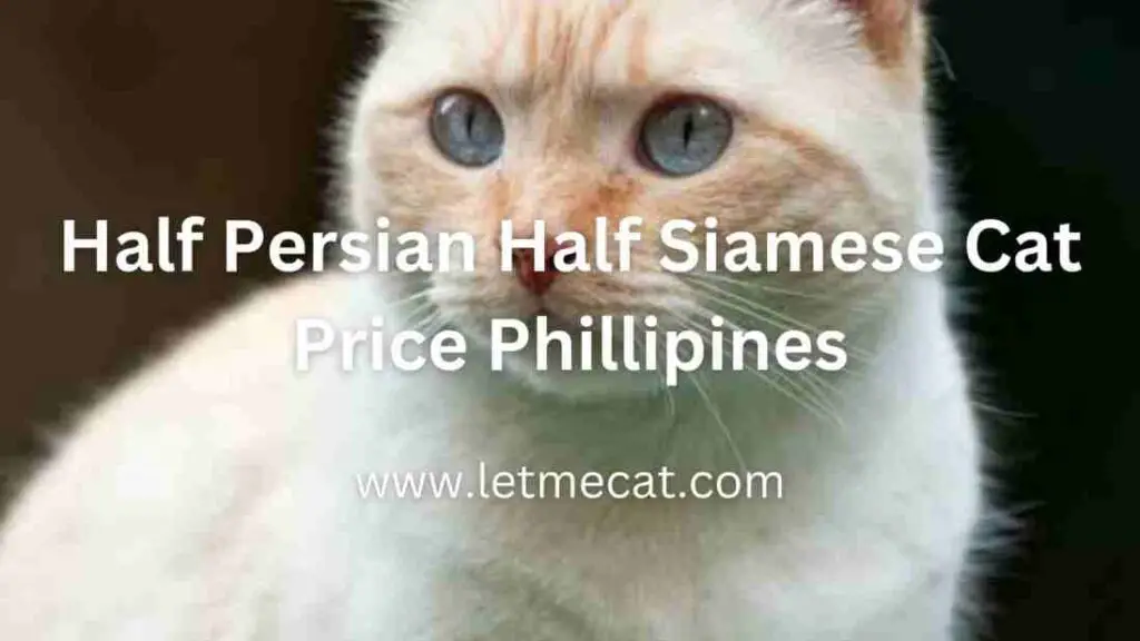Half Persian Half Siamese Cat Price Philippines and a Half Persian Half Siamese Cat Price Philippines picture in the background