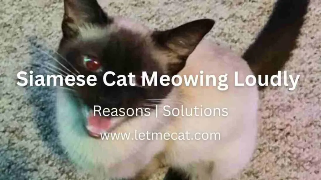 Siamese Cat Meowing Loudly, reasons and solutions and a siamese cat picture in the background
