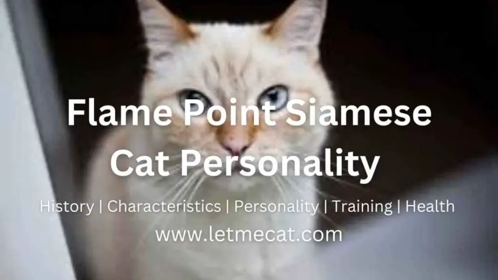 Flame Point Siamese Cat Personality, History, Training, Health and a flame point siamese cat image