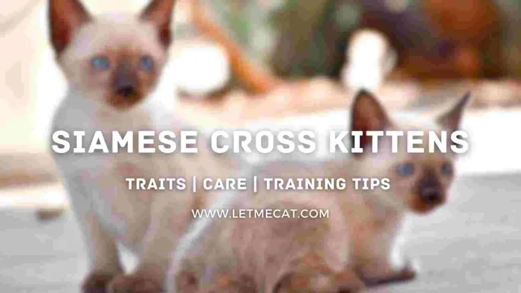 Siamese Cross Kittens, Traits, Care, Training Tips with siamese kittens image