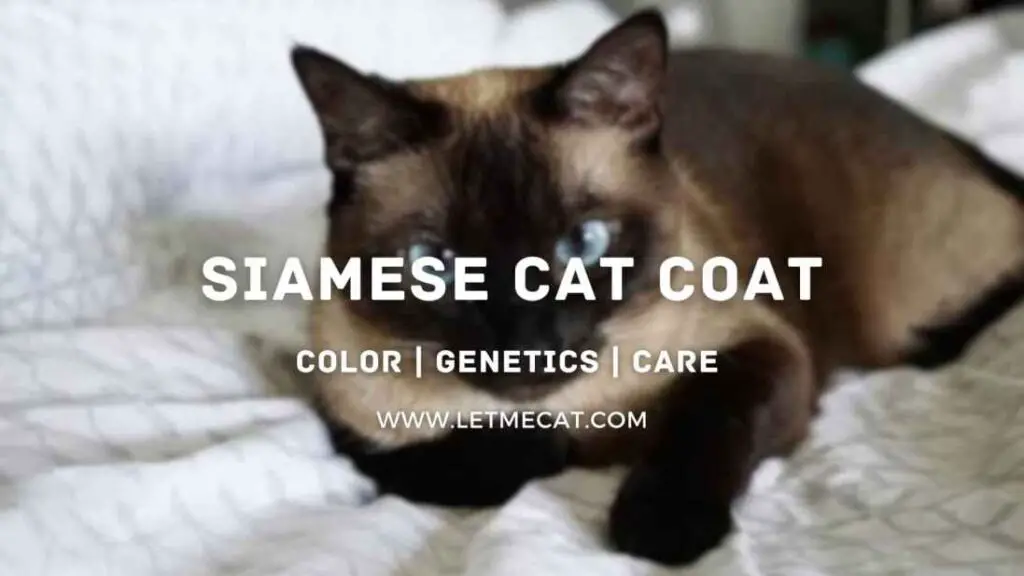 Siamese Cat Coat, Genetics, Colors, Care and siamese cat image