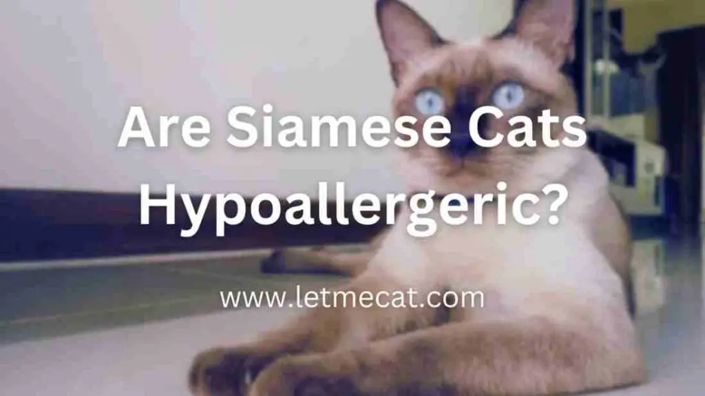 are siamese cats hypoallergic and a siamese cat picture in the background