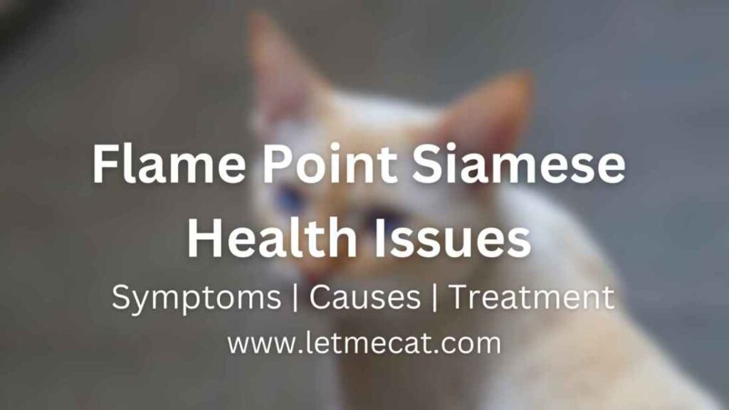 flame point siamese health issues symptoms, causes and treament with a flame point siamese cat image