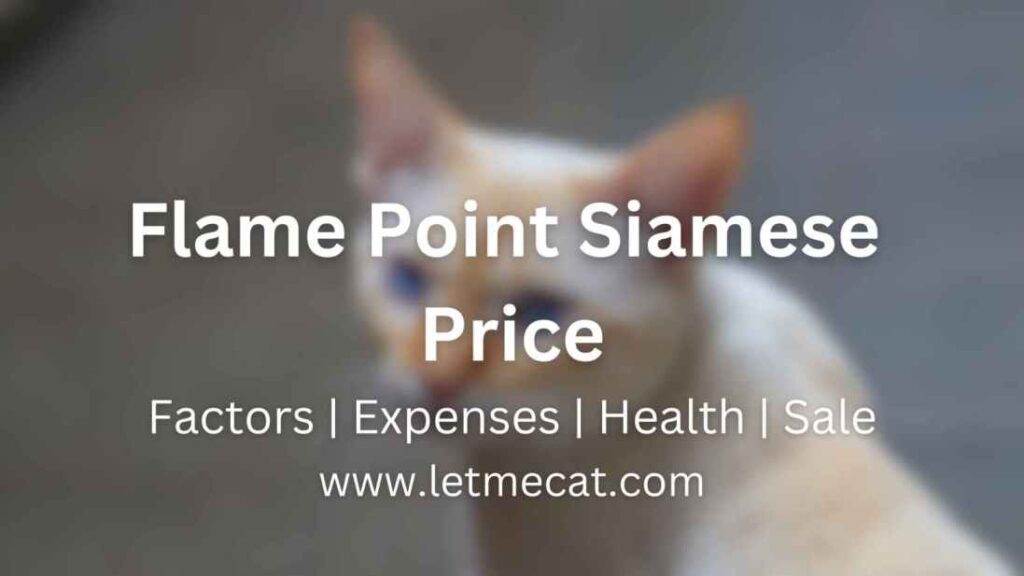 Flame Point Siamese Cat Price, factors, health, expenses, sale and a Flame Point Siamese Cat picture in the background