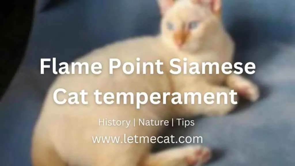 flame point Siamese temperament, history, nature, tips and a flame point Siamese cat image