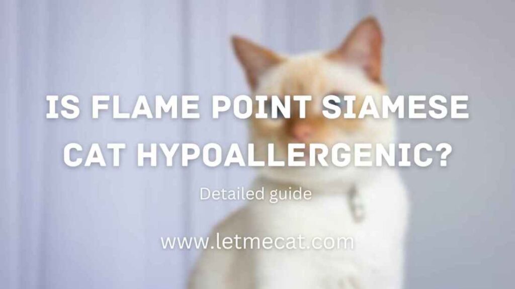 Is Flame Point Siamese Cat Hypoallergenic and a Flame Point Siamese Cat image