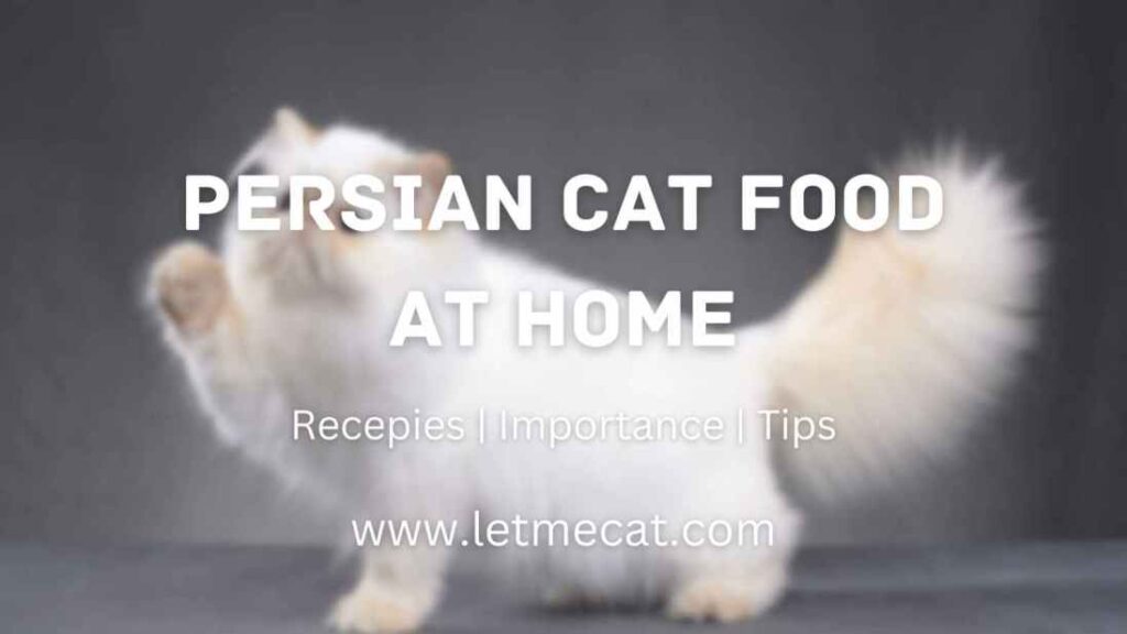 Persian Cat Food at Home, Recipes, Importance, Tips and Persian Cat image in the background