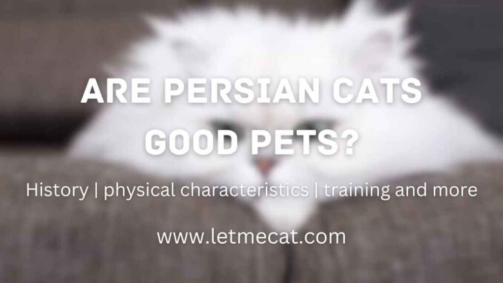 Are Persian Cats Good Pets? history, physical characteristics, training and more and a persian cat image
