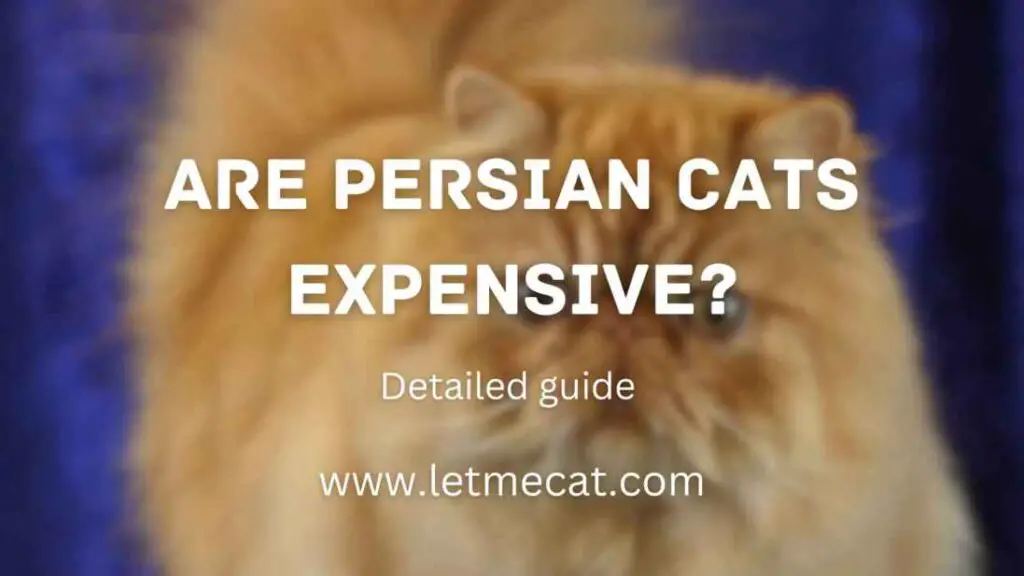 Are Persian Cats Expensive and a persian cat image