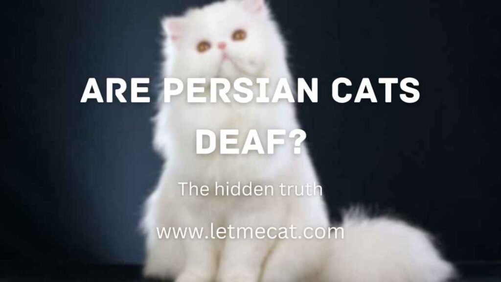 Are Persian Cats Deaf? The Hidden Truth and a persian cat image in the background