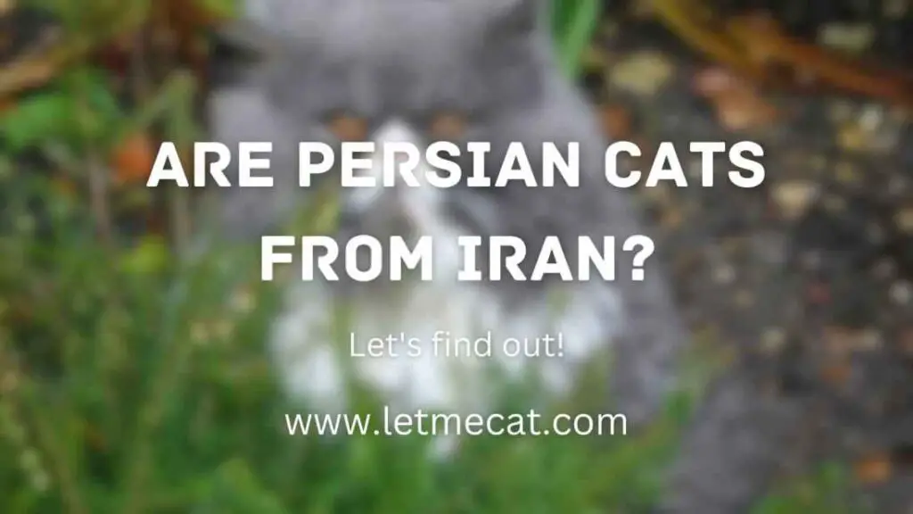 are persian cats from iran? let's find out! Also a persian cat image in the background