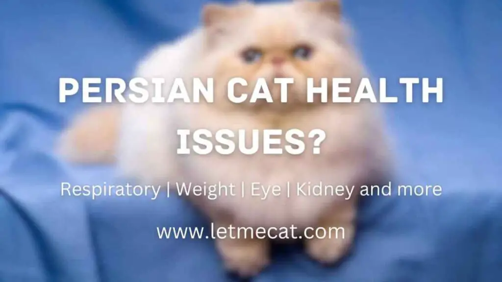 Persian Cat Health Issues - respiratory, Weight, Eye, Kidney, and More and a persian cat image
