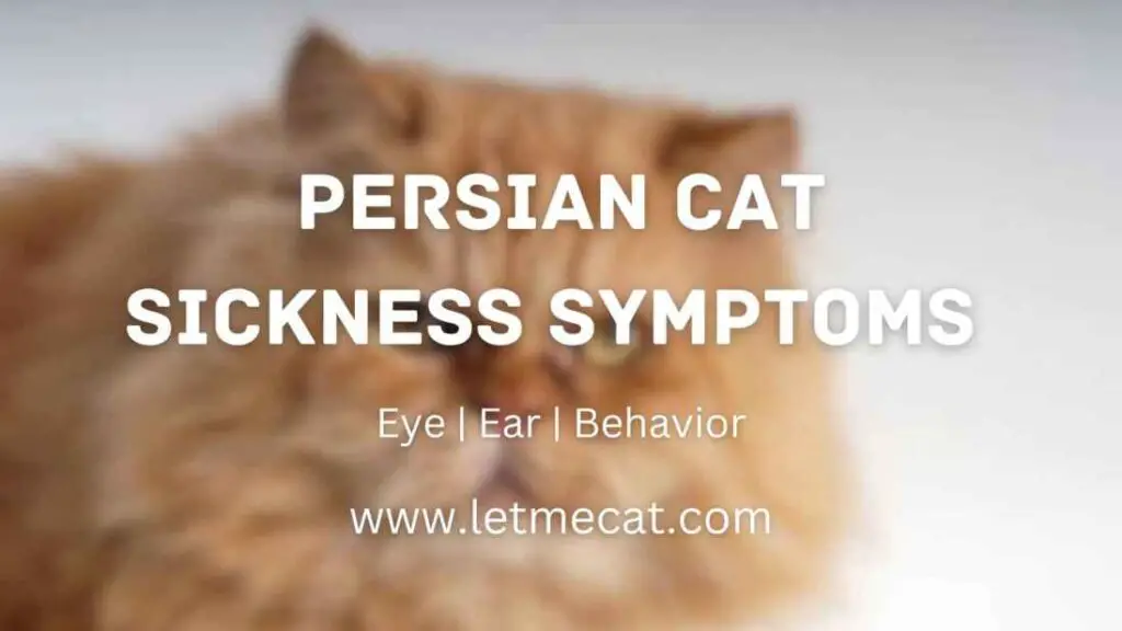 Persian Cat Sickness Symptoms: Eye, Ear, Behavior with a persian cat image in the background