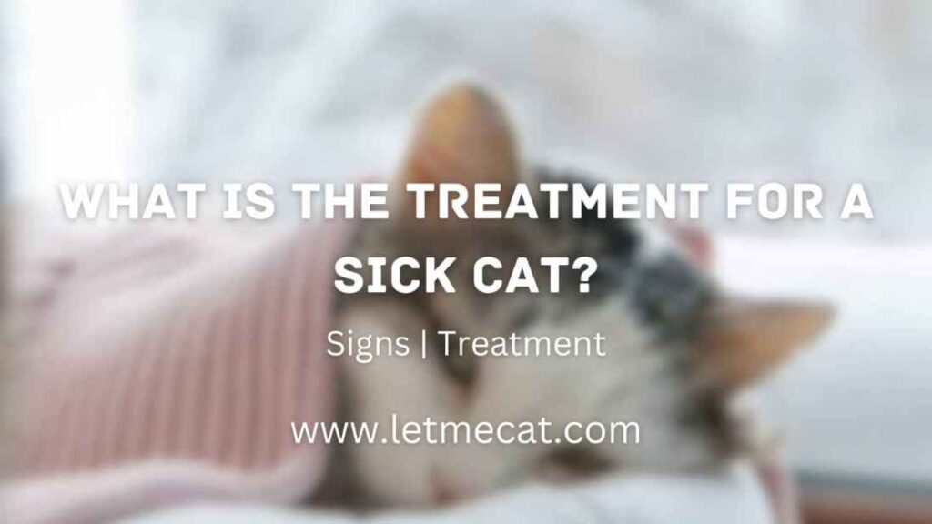 What is the Treatment for a Sick Cat? Signs, Treatment and a sick cat image