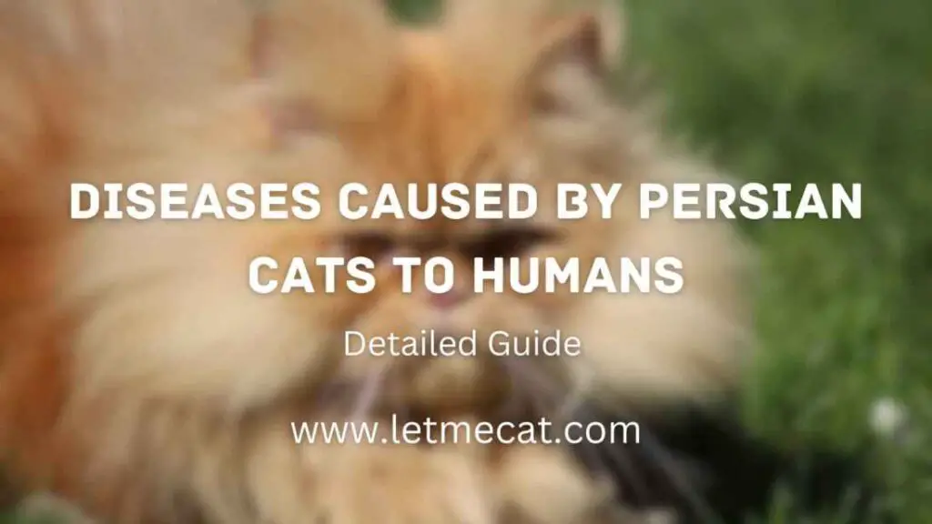 Diseases Caused By Persian Cats To Humans with an image of a persian cat