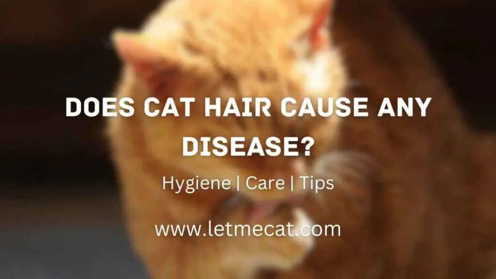 Does Cat Hair Cause Any Disease and a cat image