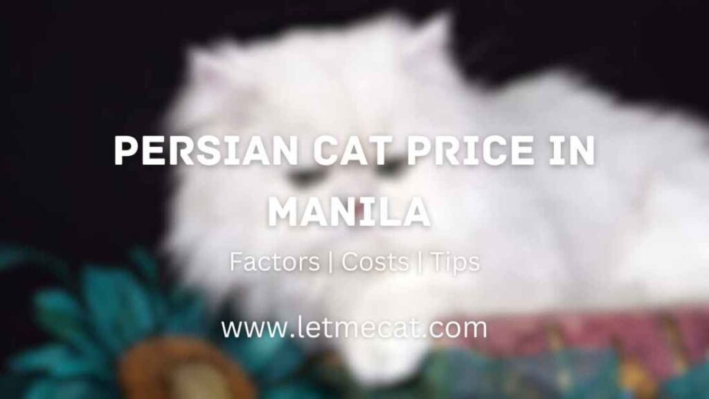 Persian Cat Price In Manila: Factors, Costs, and Tips and a persian cat image