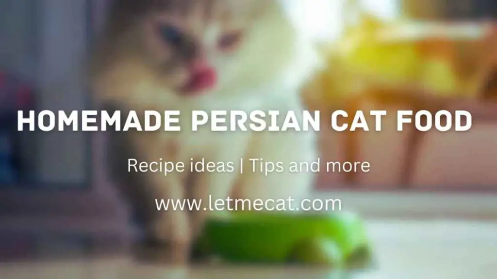 Homemade Persian Cat Food - Recipe Ideas and Tips and a persian cat image while eating