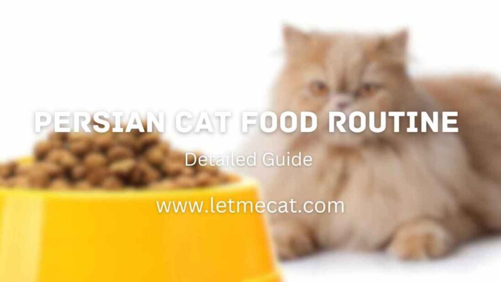 Persian Cat Food Routine and an image of persian cat with food