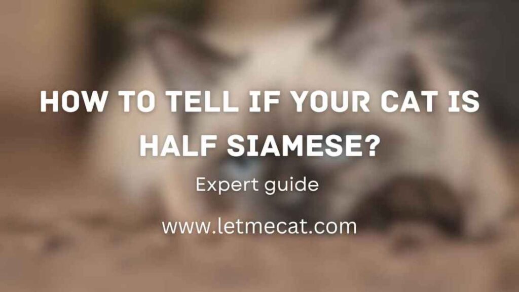 How to Tell If Your Cat Is Half Siamese with image